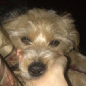 Meet your Posher, Carly